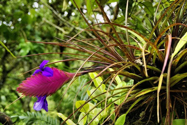 A Complete Guide on How to Care for Tillandsia